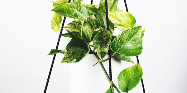 曼联全队在老特拉福德球场拍摄的官方合影